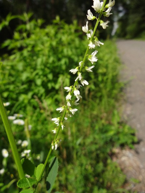 Weißer Steinklee (Melilotus albus)-Blütenstand